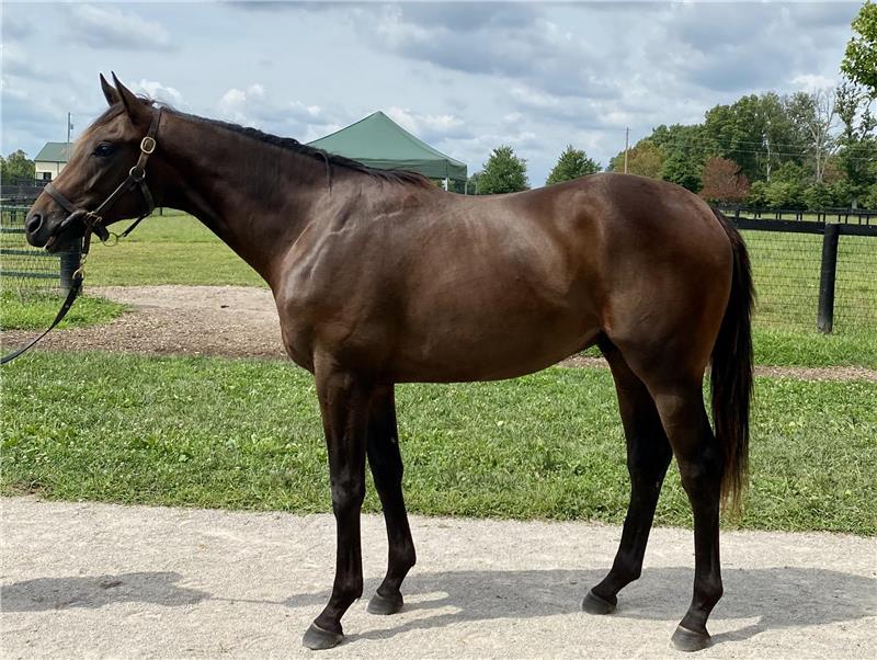 Sales Auction Horse Test 1