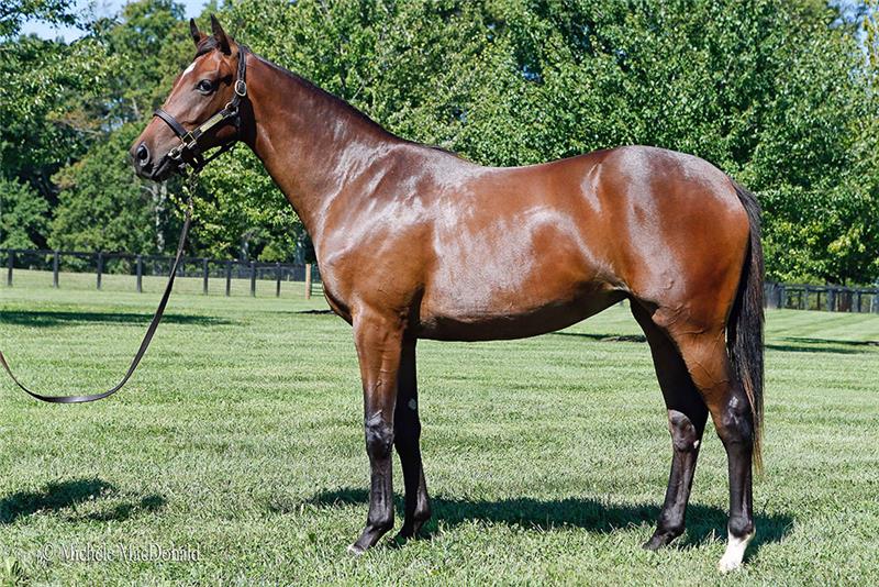 Soco Unbridled