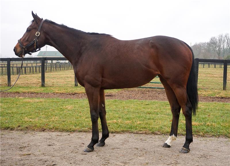 Wonderfull Lady Runnymede Farm