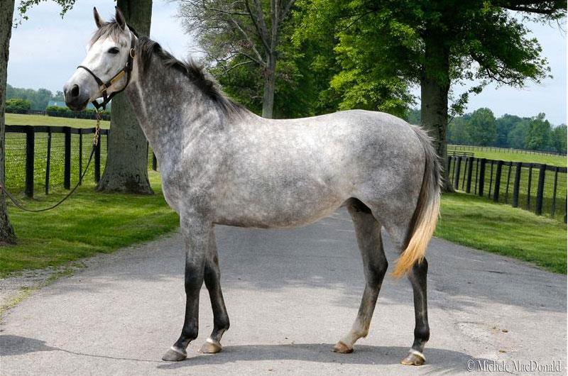 Unbridled Gem
