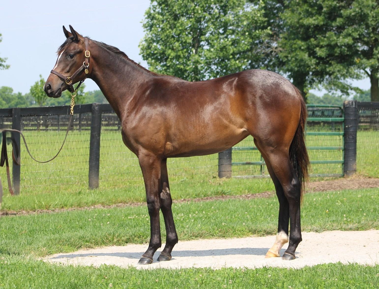 2024 National Flower