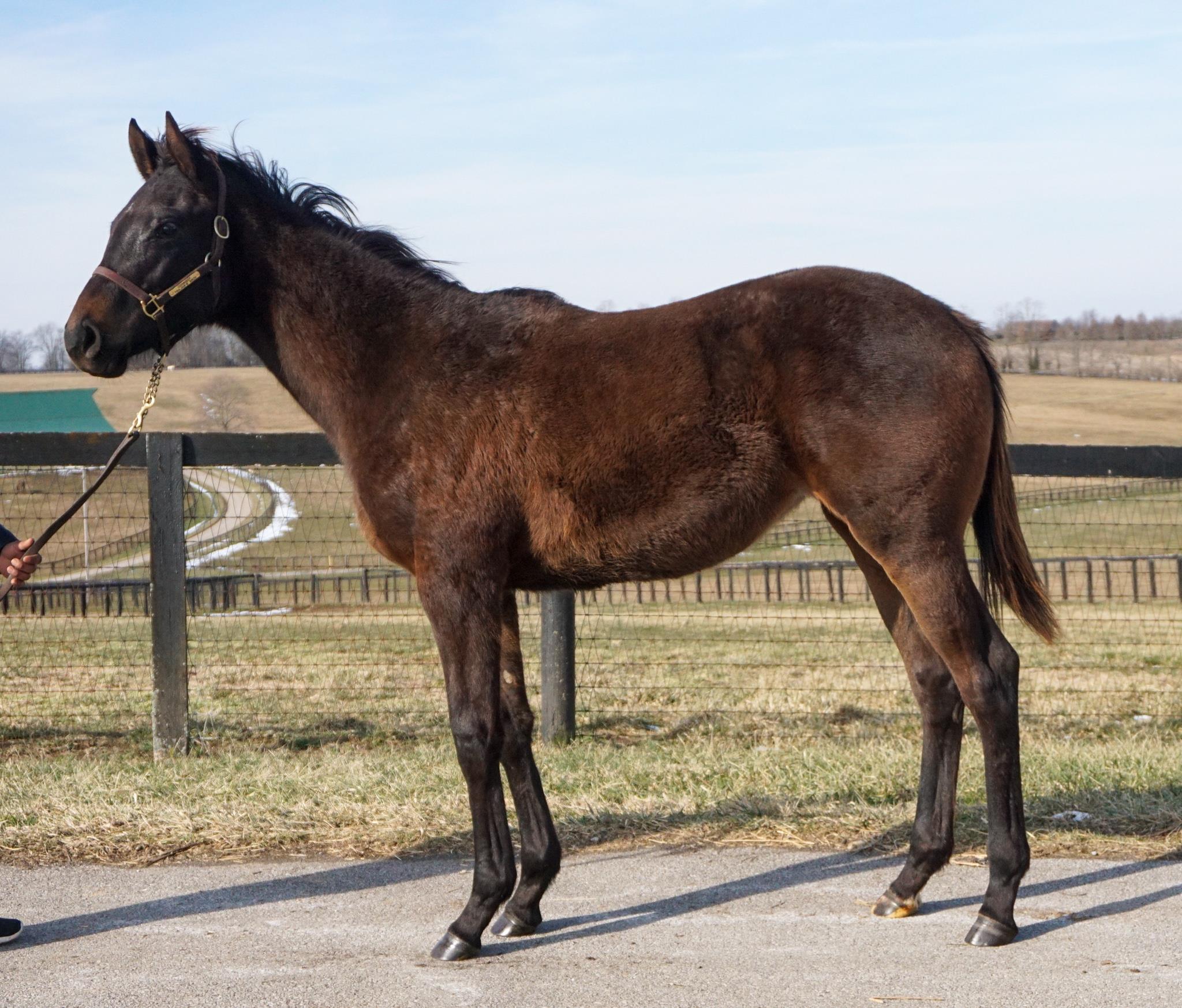 2905 2022 Keeneland September Yearling Sale Runnymede Farm