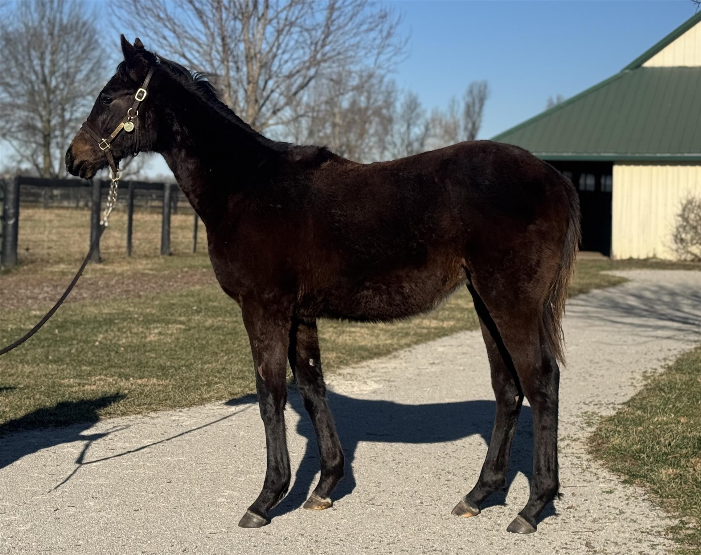 2025 Colt Up To The Mark / Bizzy Caroline - Runnymede Farm