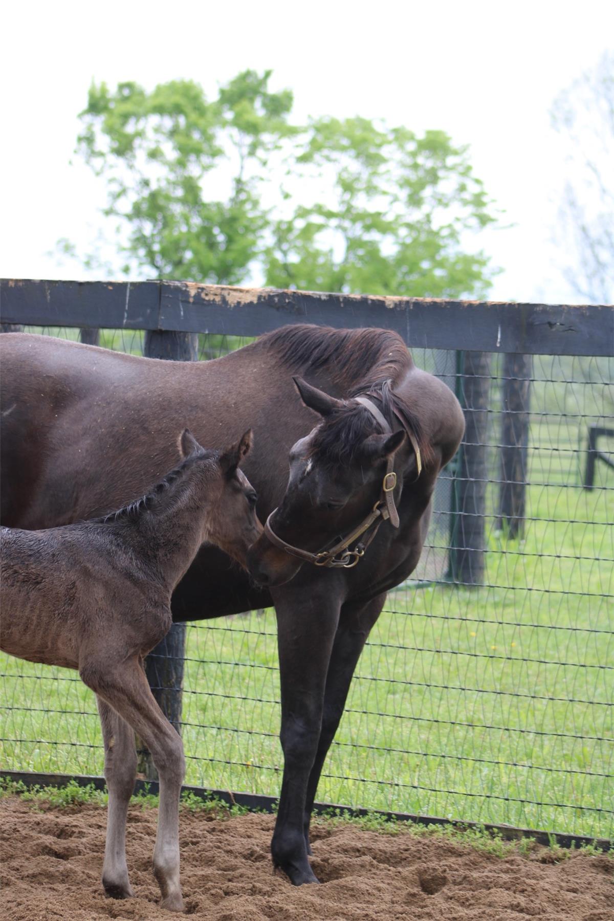 2025 Colt Up To The Mark / Bizzy Caroline - Runnymede Farm
